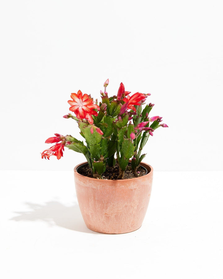 Christmas Cactus Plant Kit