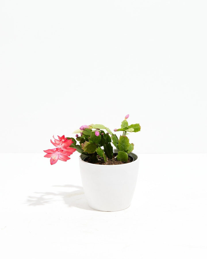 Christmas Cactus Plant Kit