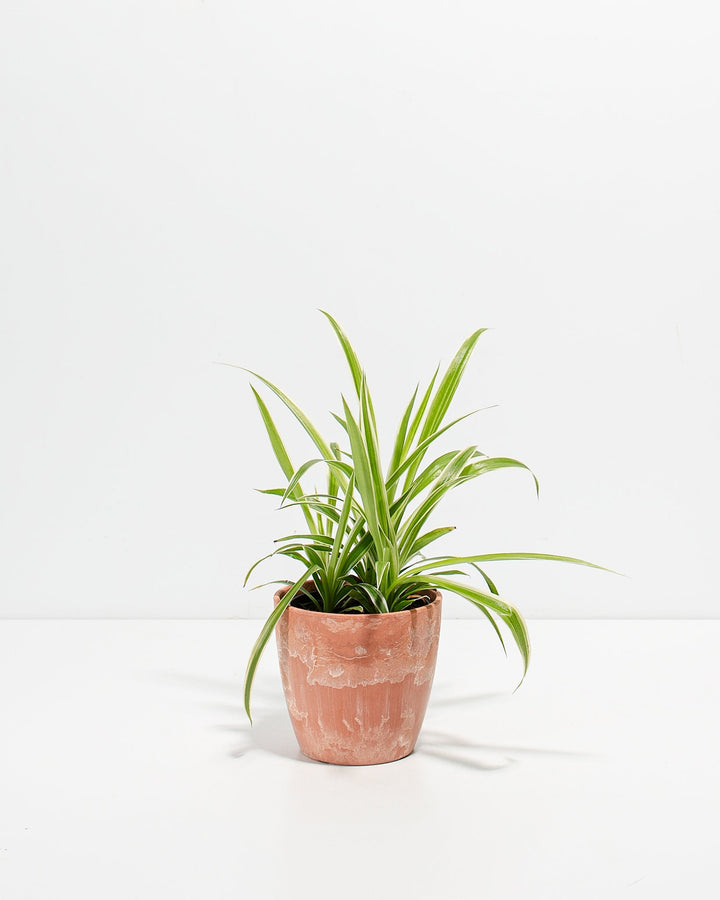 Spider Plant Kit