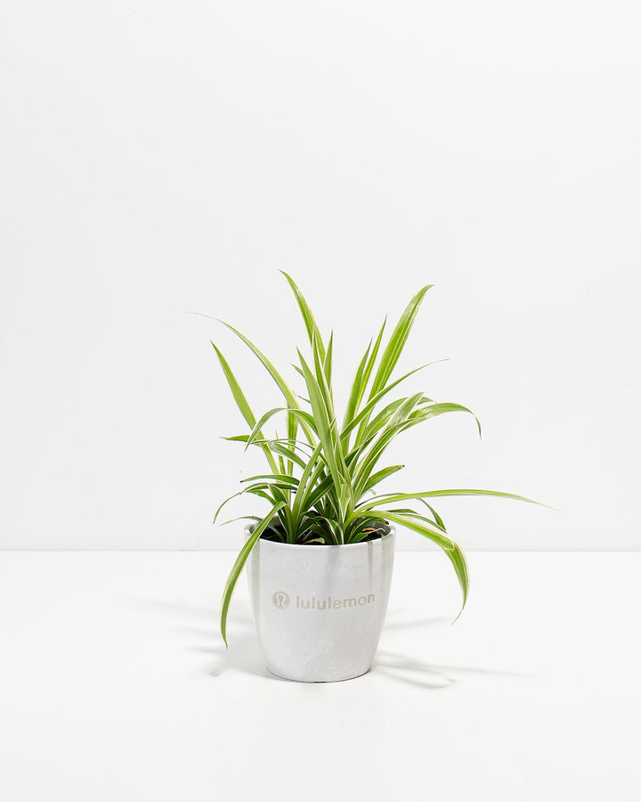 Spider Plant Kit