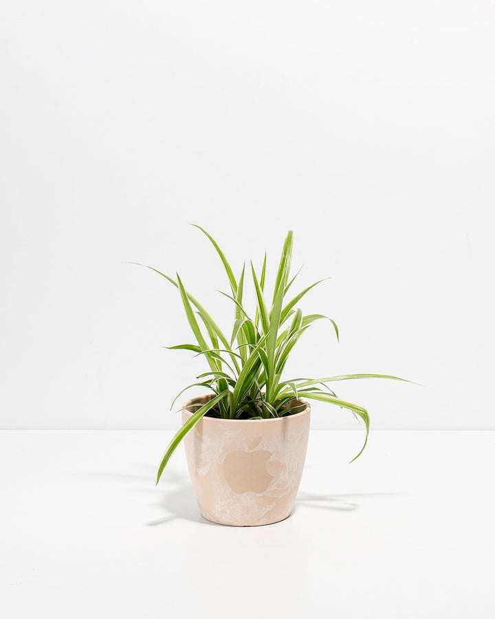 Spider Plant Kit