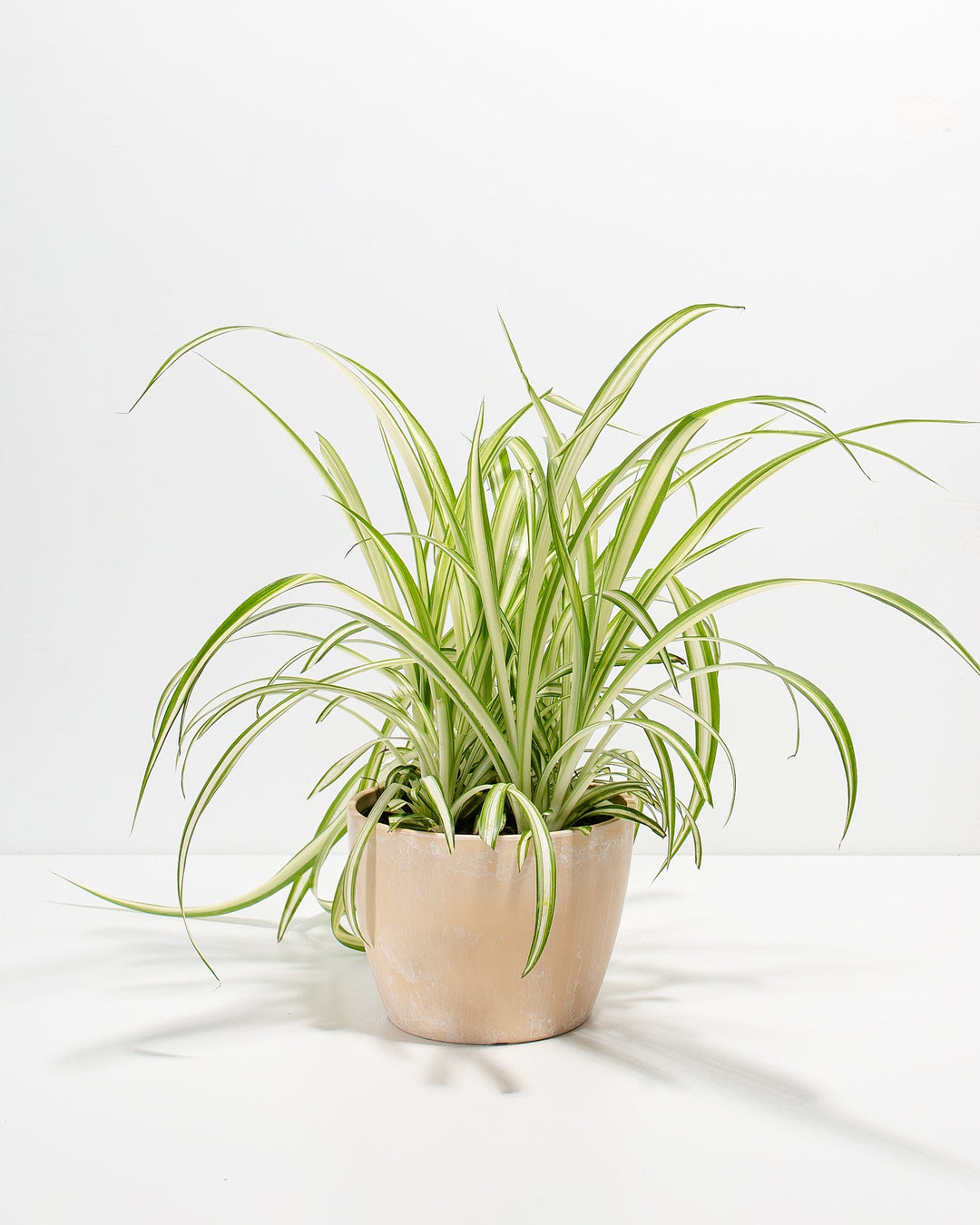 Spider Plant Kit