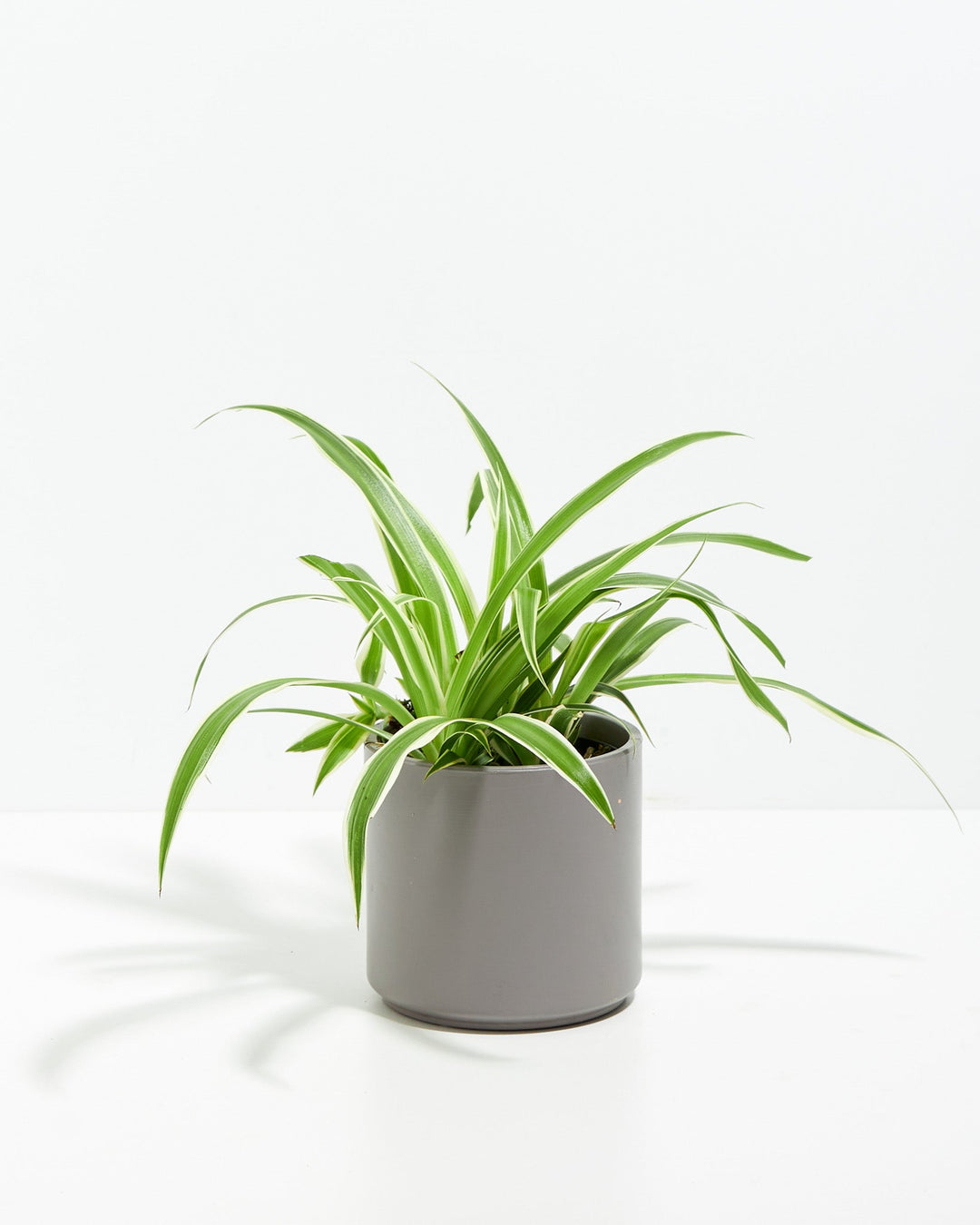 Spider Plant Kit