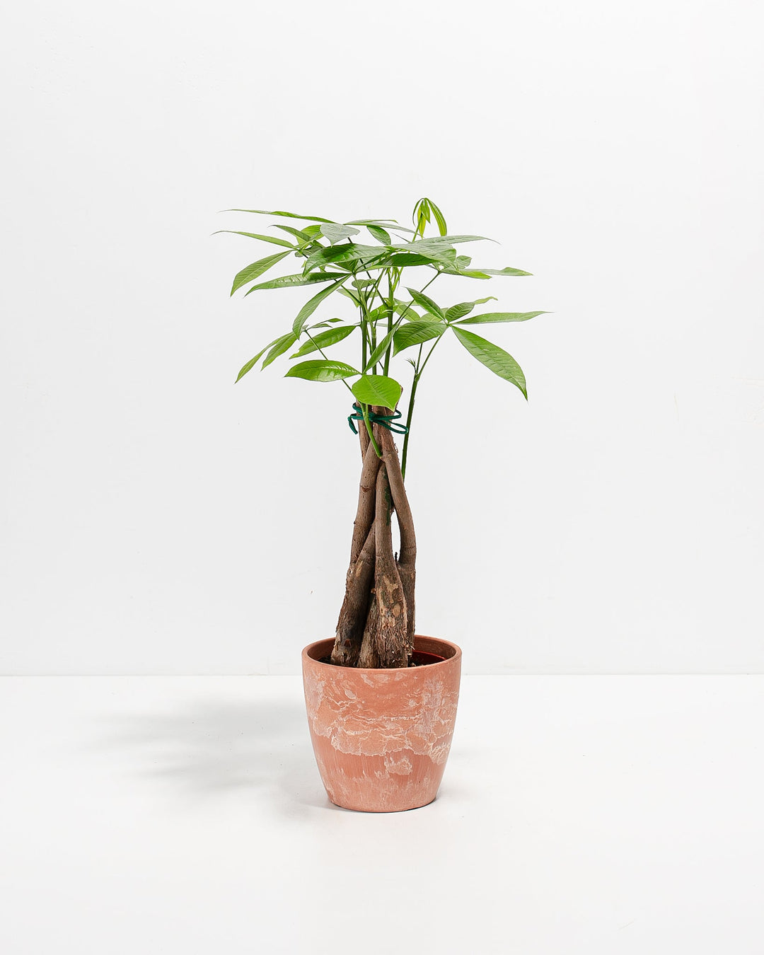Money Tree Plant Kit