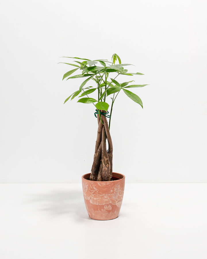 Money Tree Plant Kit