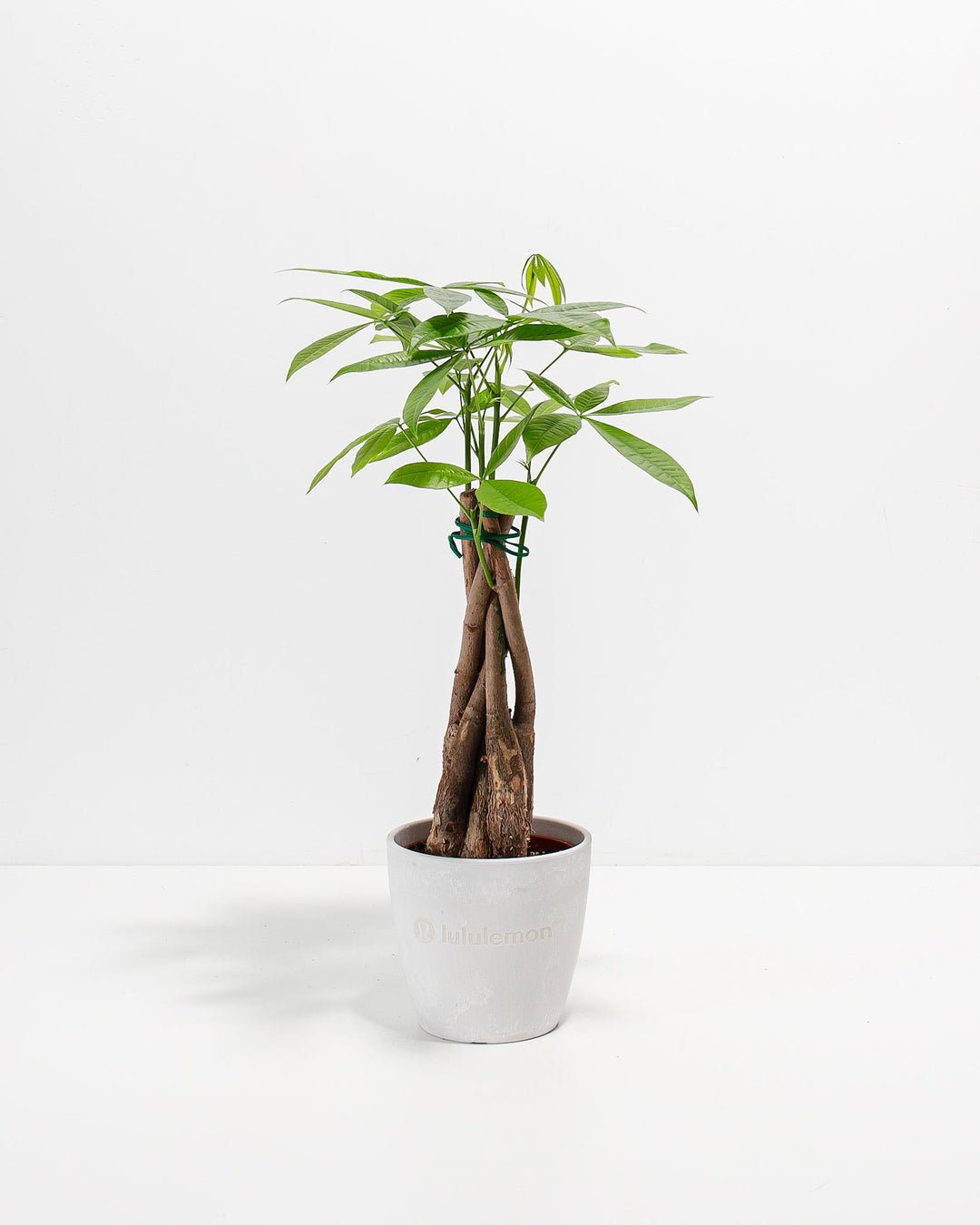 Money Tree Plant Kit