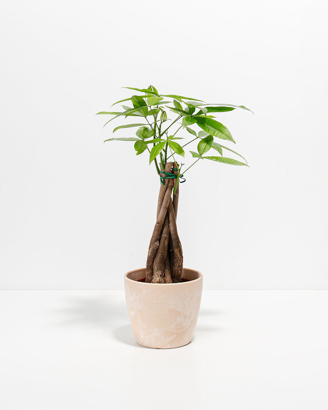 Money Tree Plant Kit