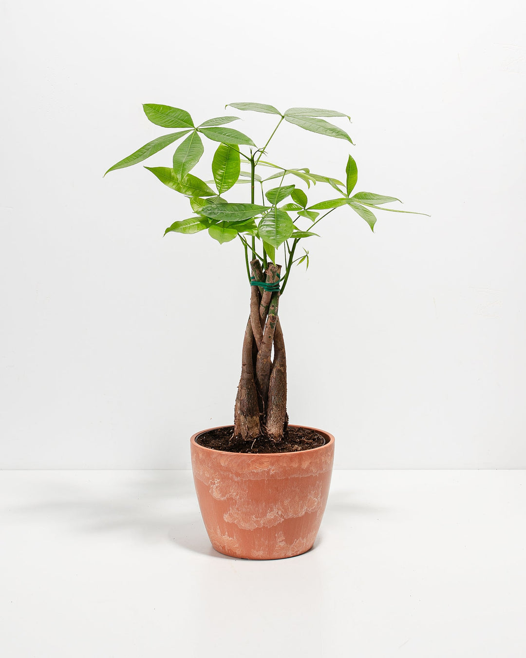 Money Tree Plant Kit