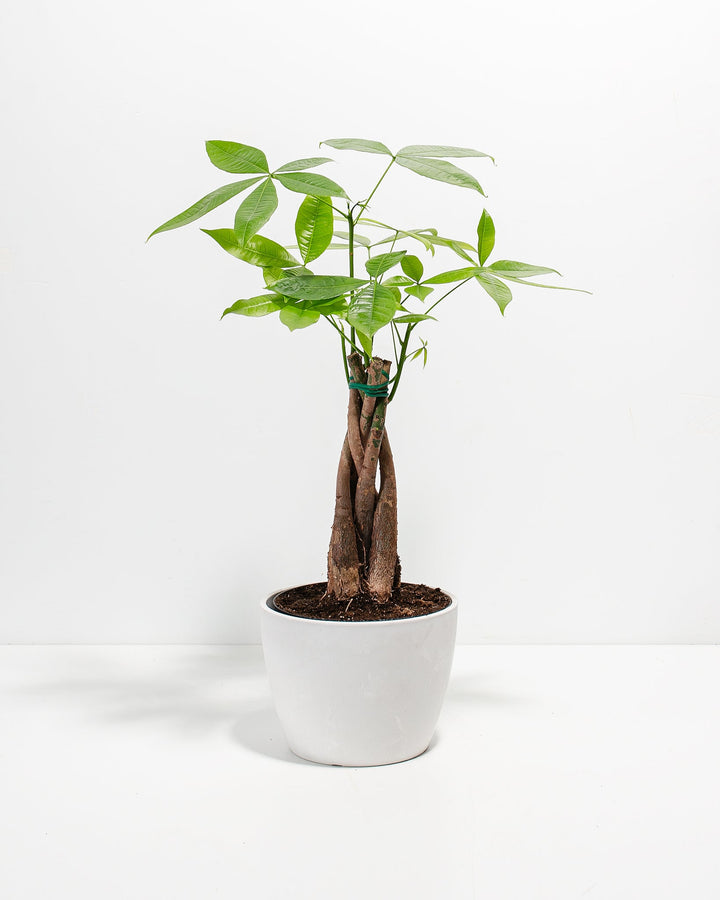Money Tree Plant Kit