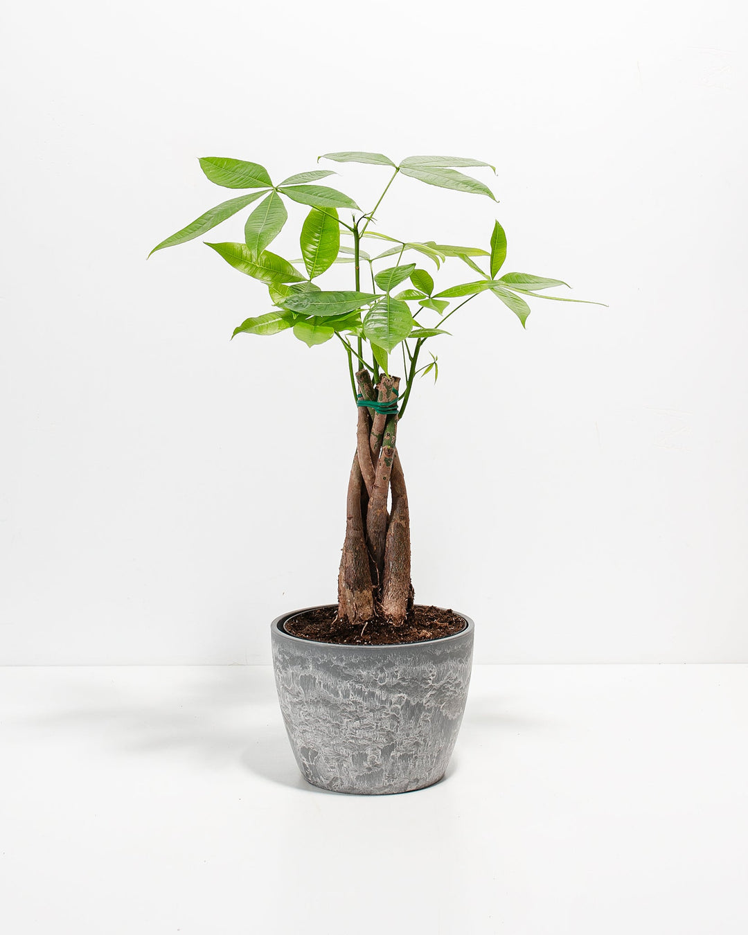Money Tree Plant Kit
