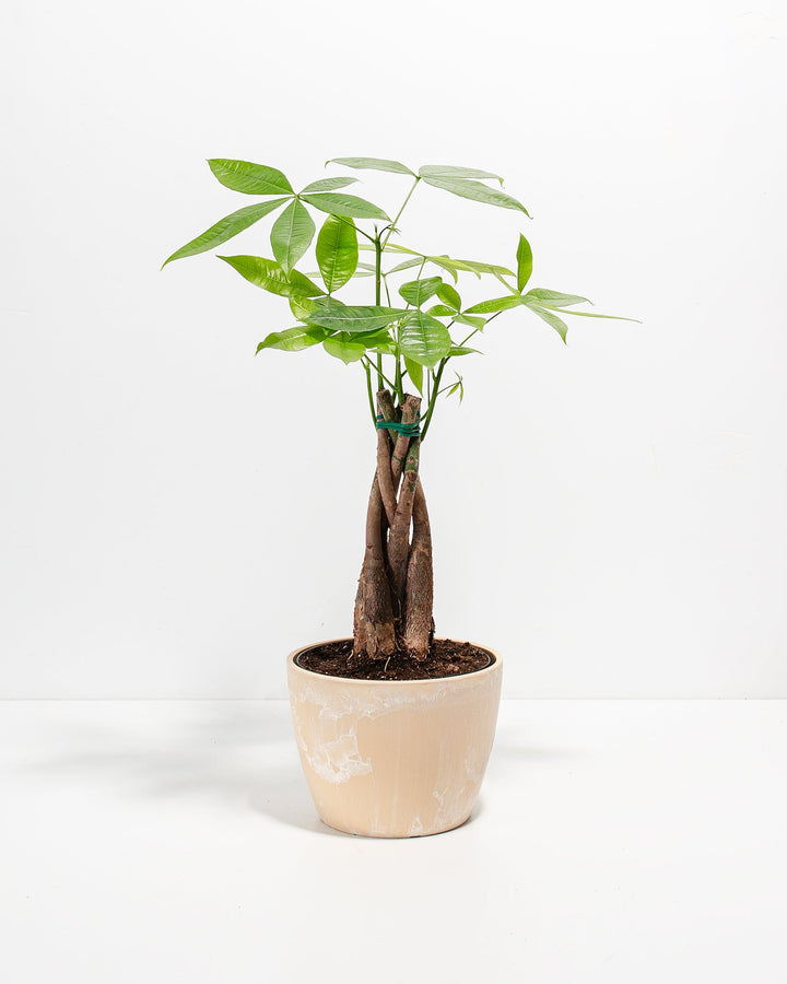 Money Tree Plant Kit