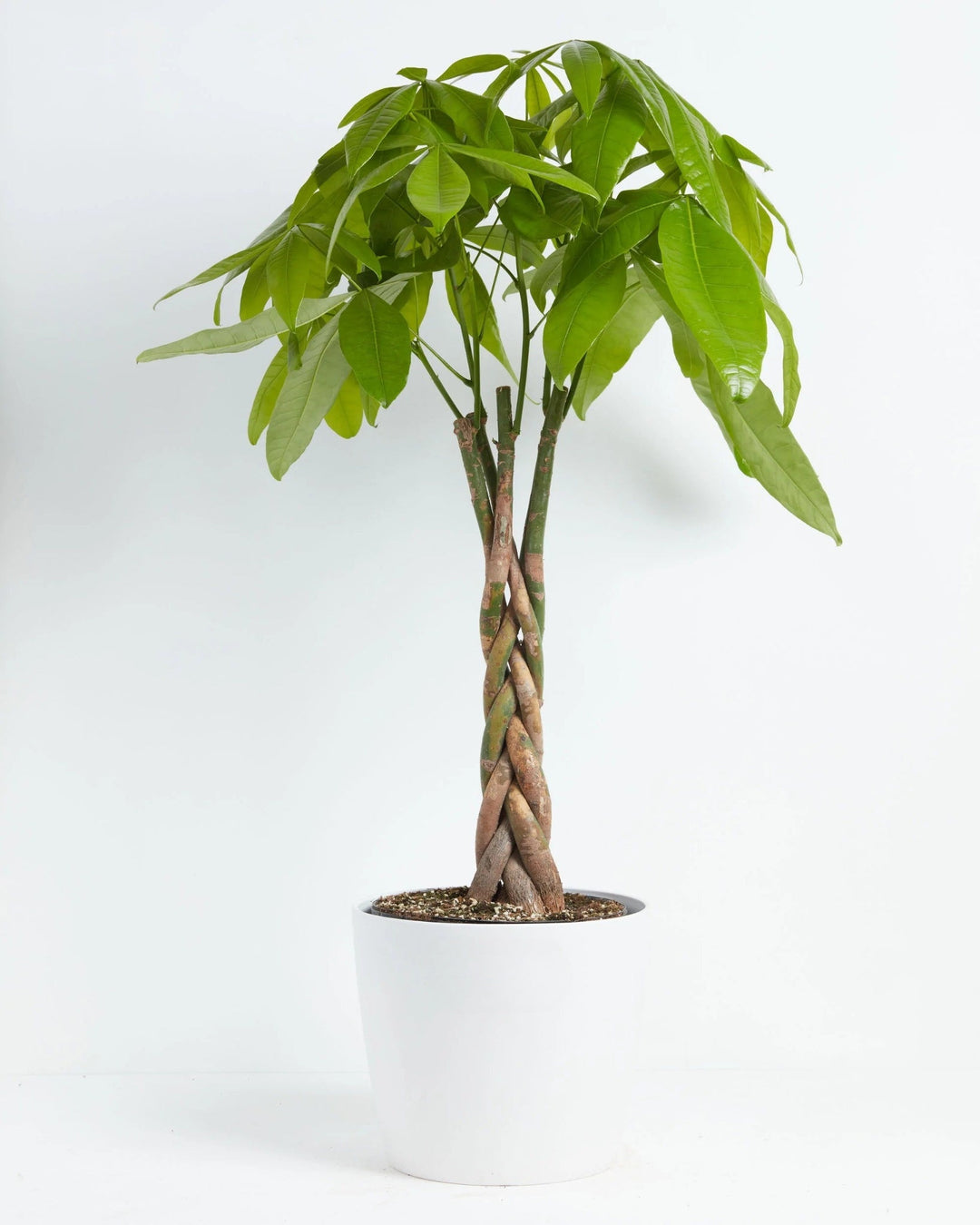 Money Tree Plant Kit