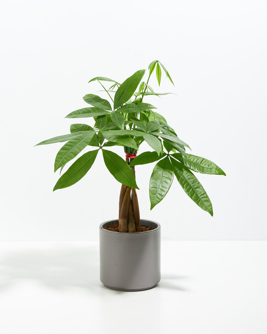 Money Tree Plant Kit