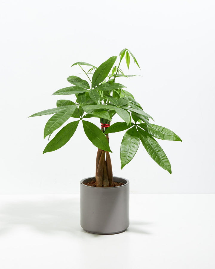 Money Tree Plant Kit
