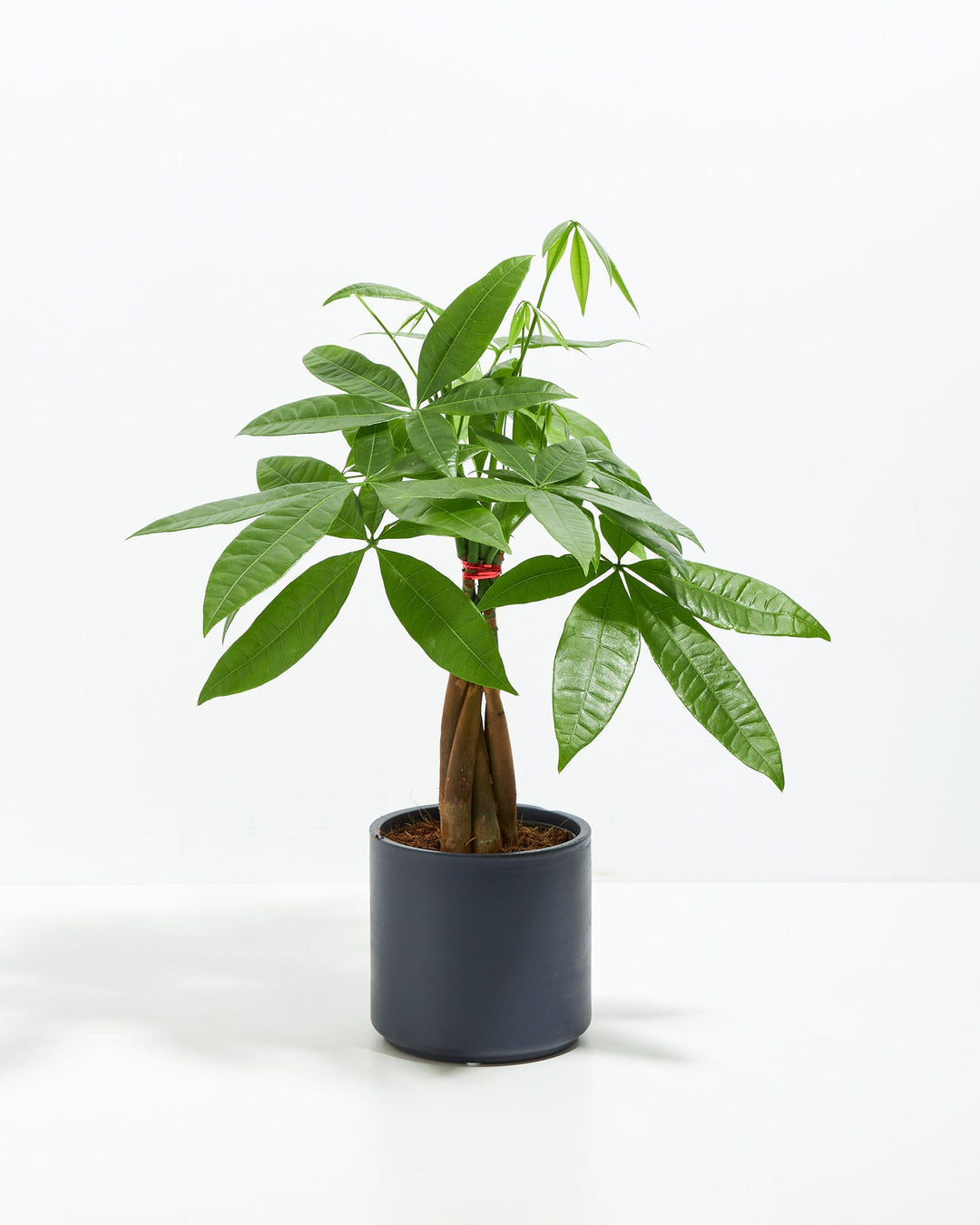 Money Tree Plant Kit