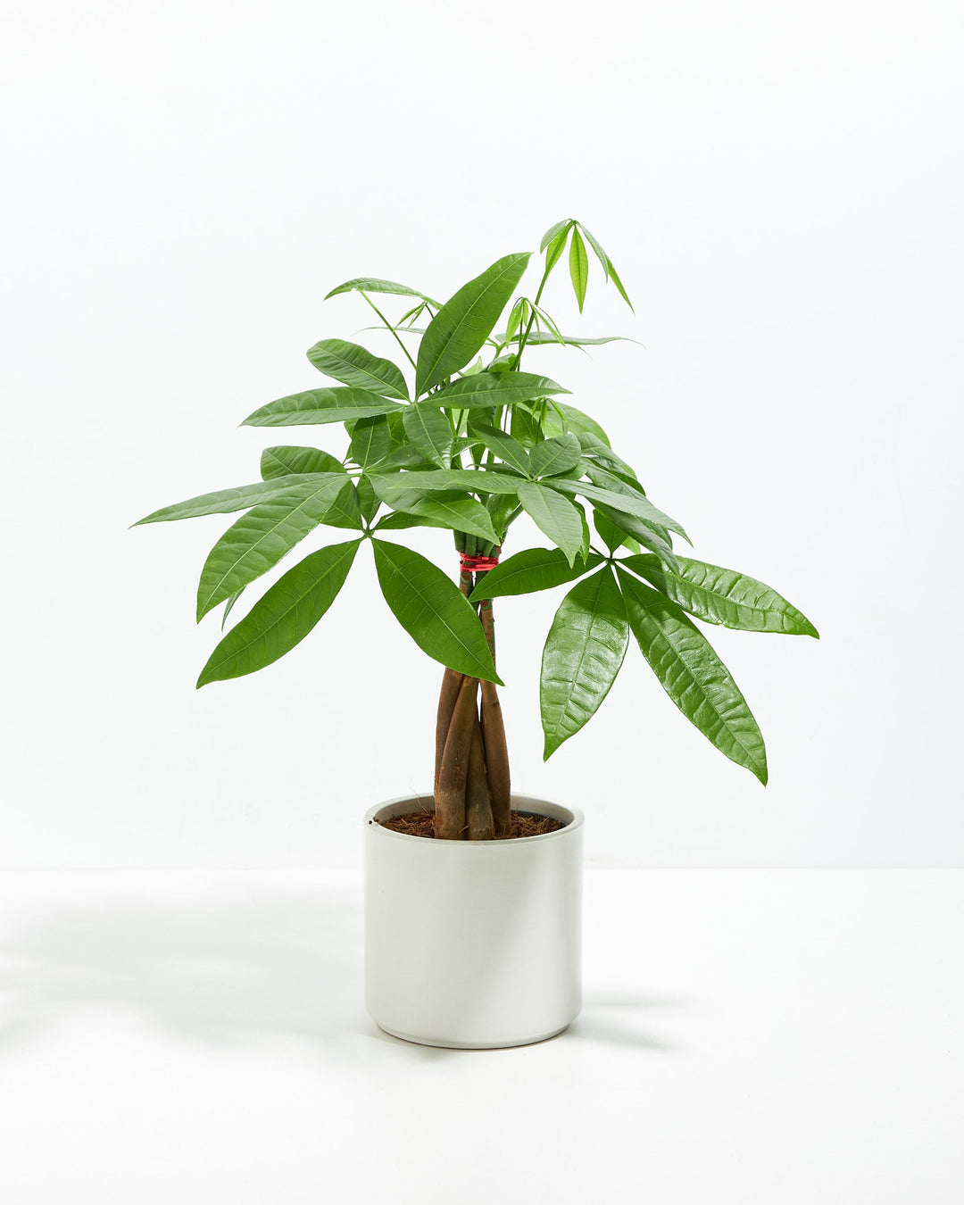 Money Tree Plant Kit