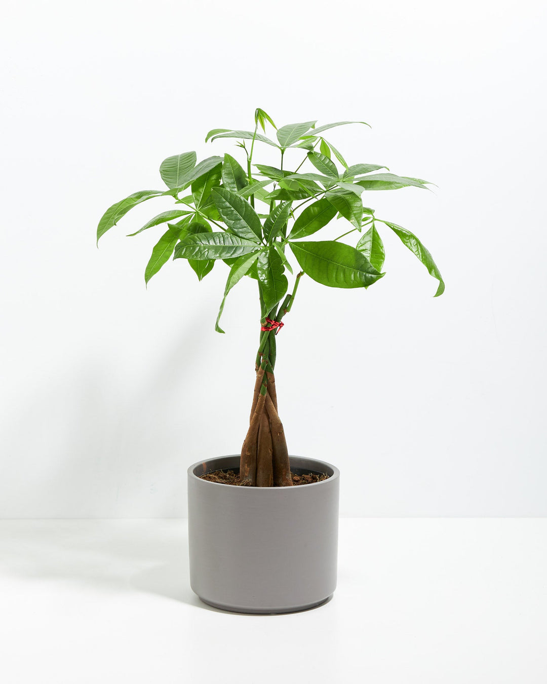 Money Tree Plant Kit
