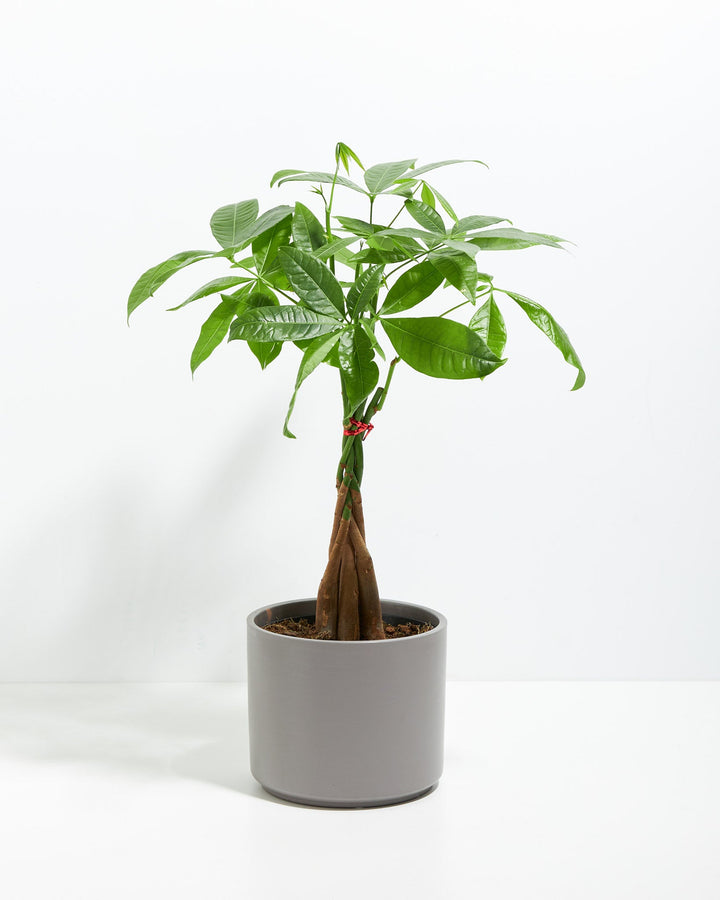 Money Tree Plant Kit