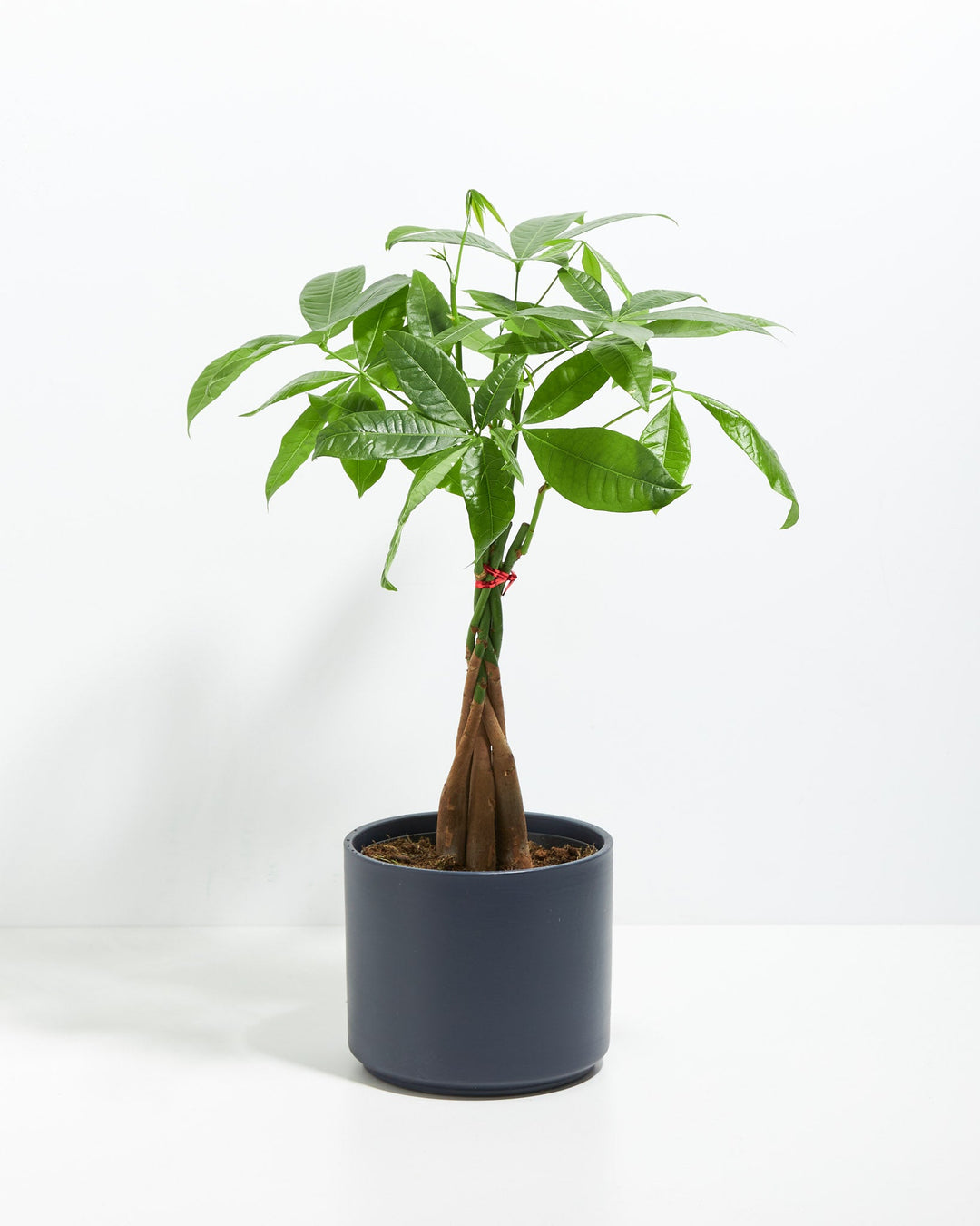 Money Tree Plant Kit