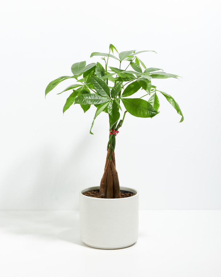 Money Tree Plant Kit