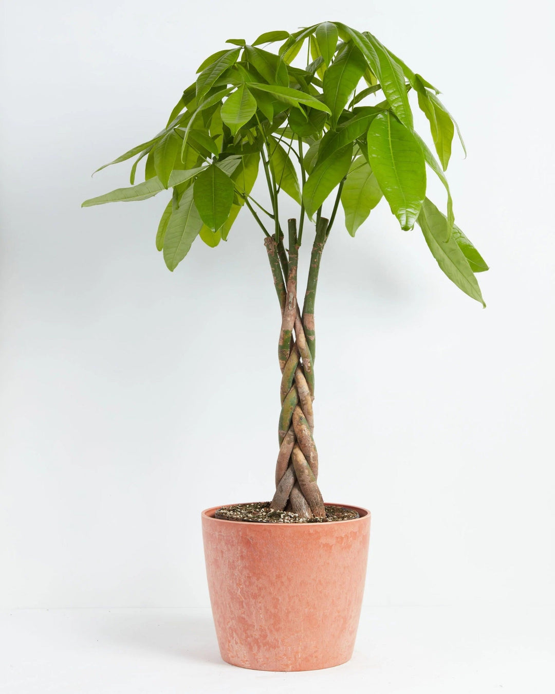 Money Tree Plant Kit
