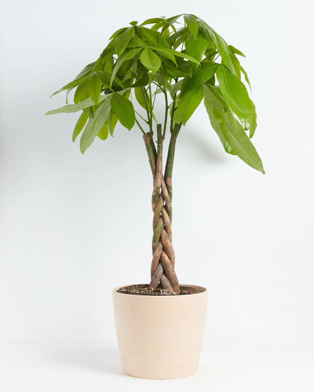 Money Tree Plant Kit