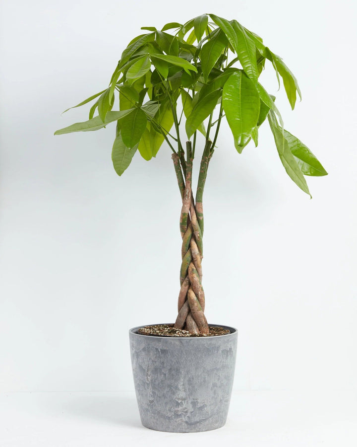 Money Tree Plant Kit