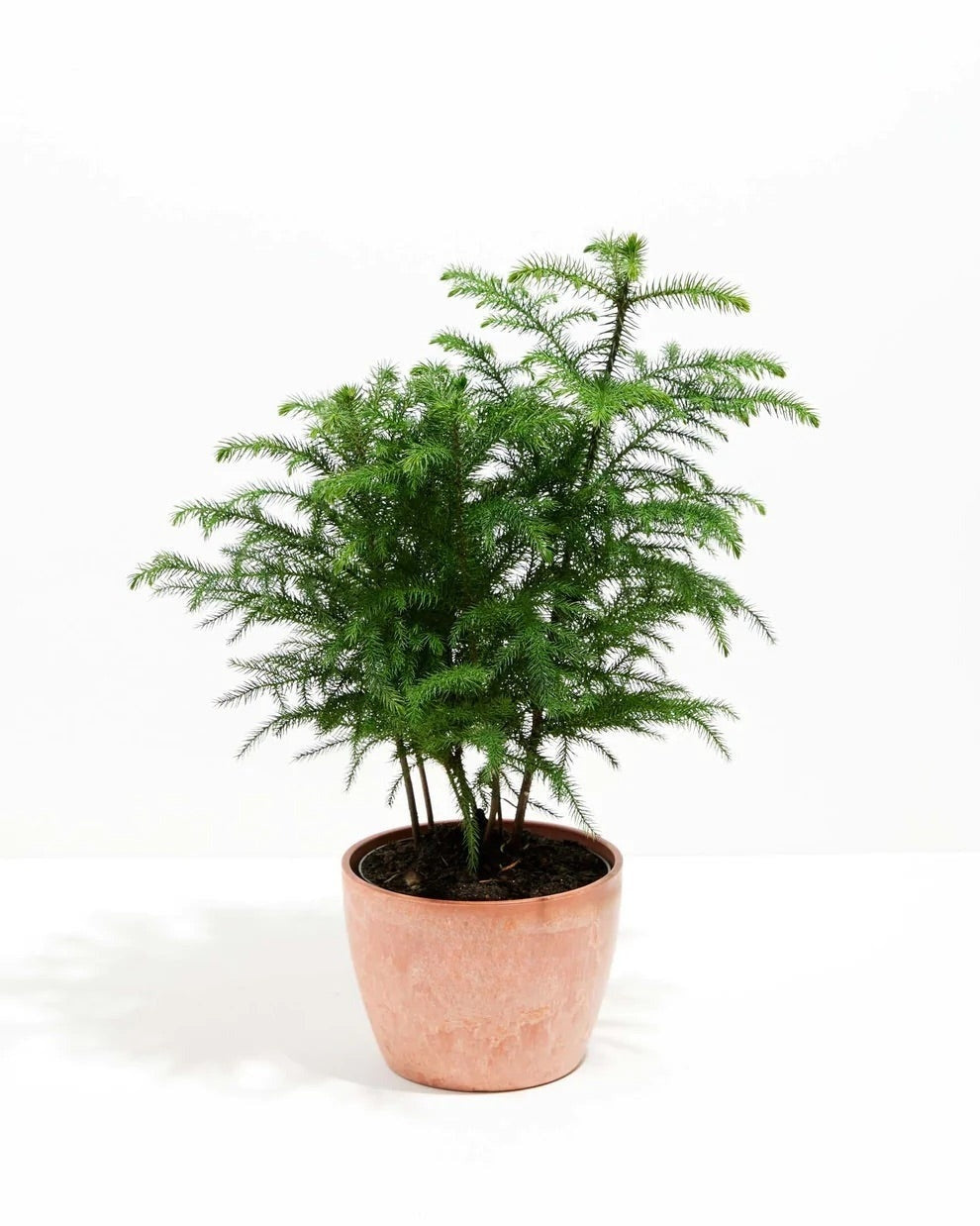 Norfolk Island Pine
