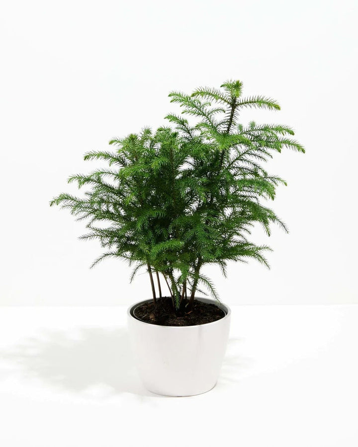 Norfolk Island Pine