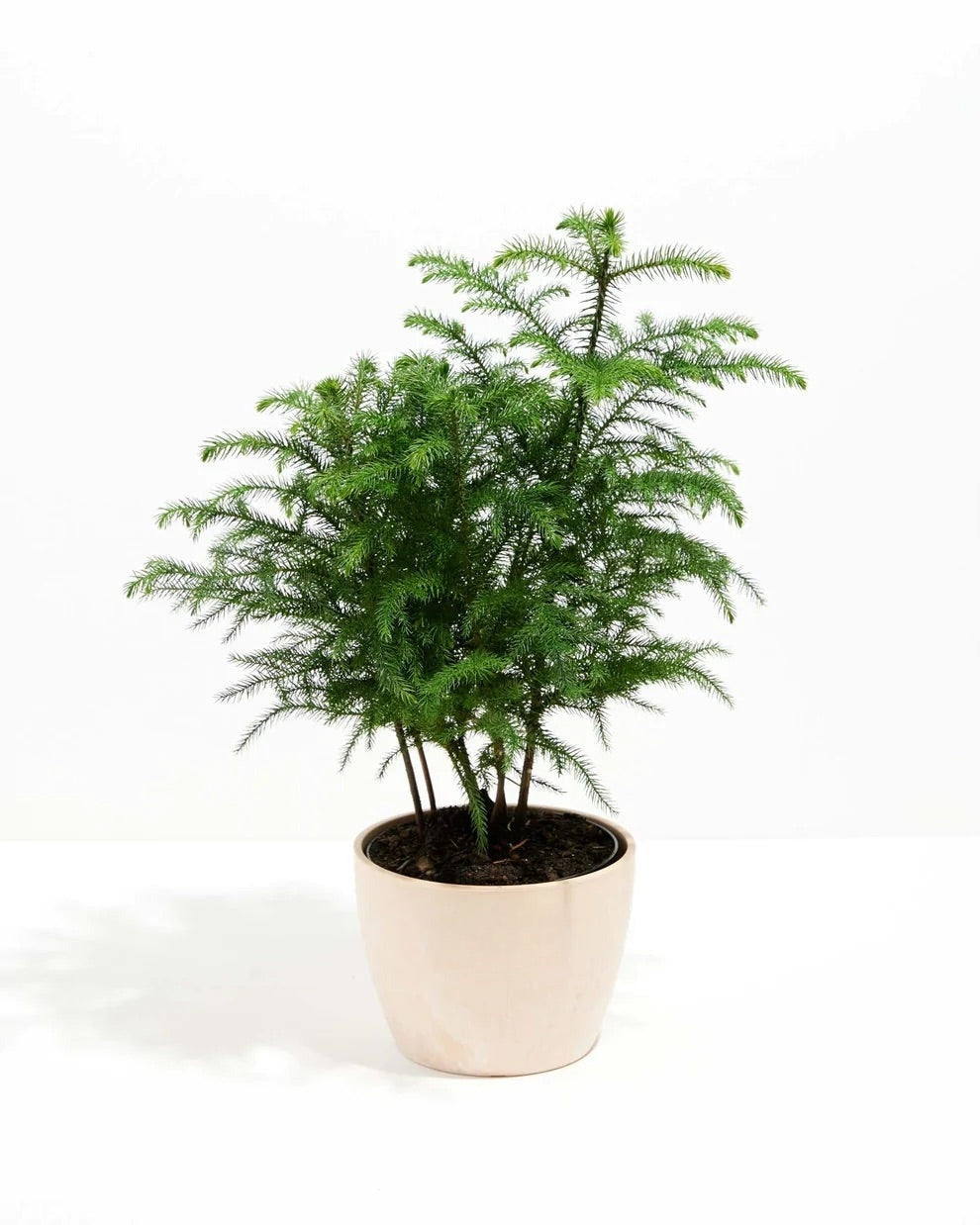 Norfolk Island Pine