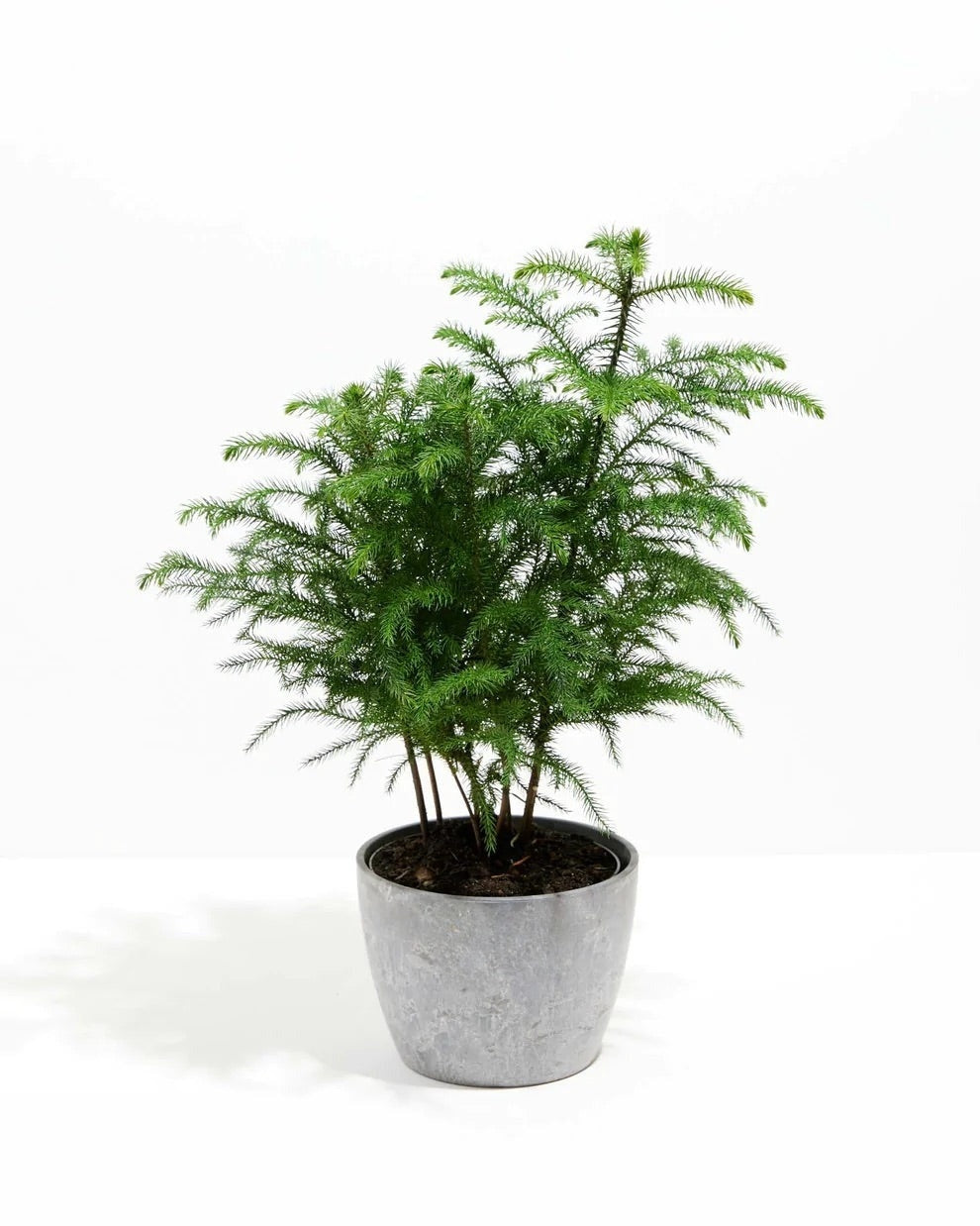 Norfolk Island Pine