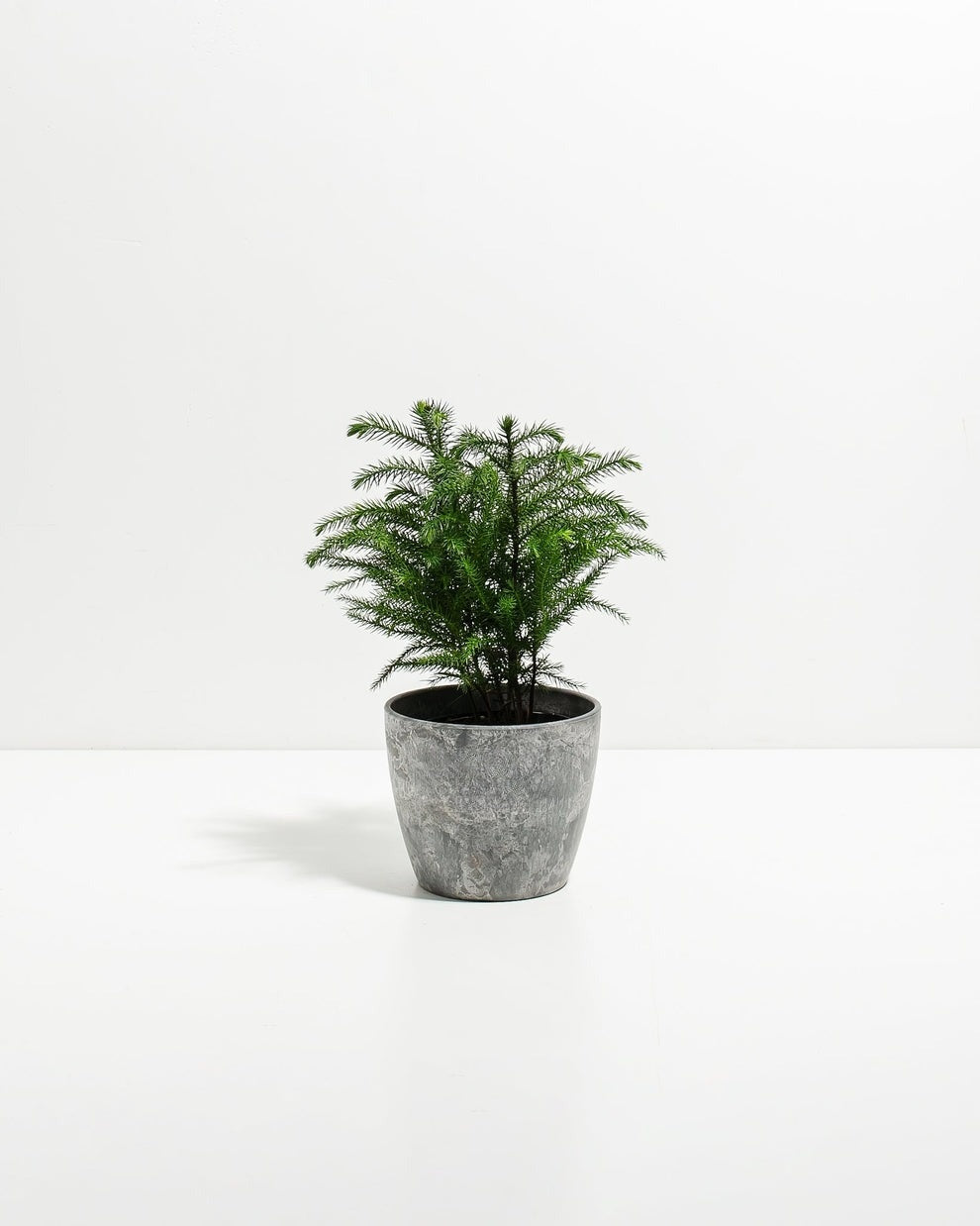 Norfolk Island Pine