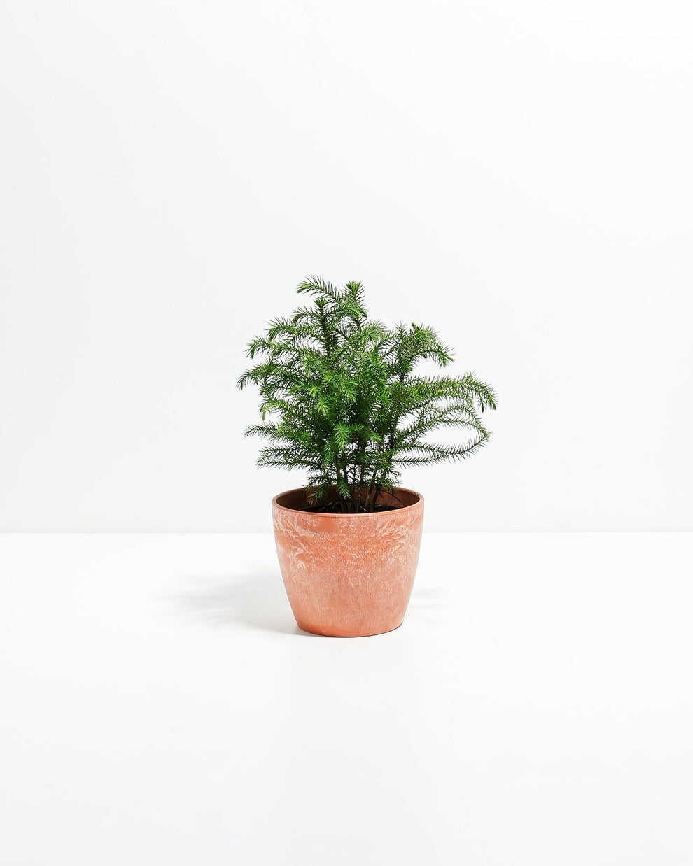 Norfolk Island Pine