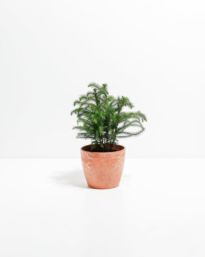 Norfolk Island Pine