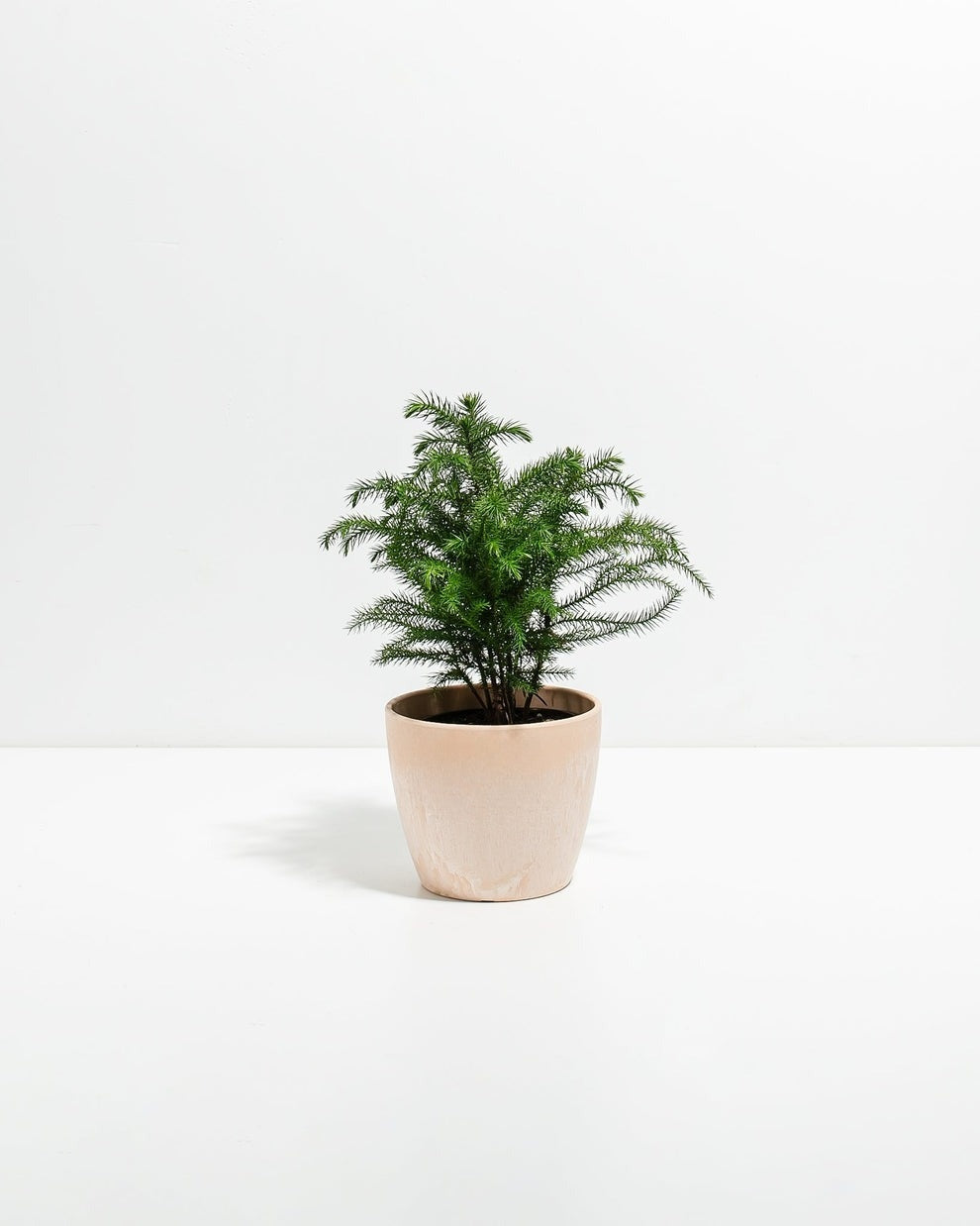 Norfolk Island Pine