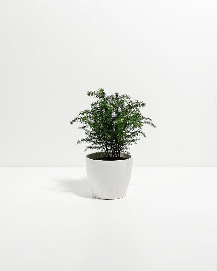 Norfolk Island Pine