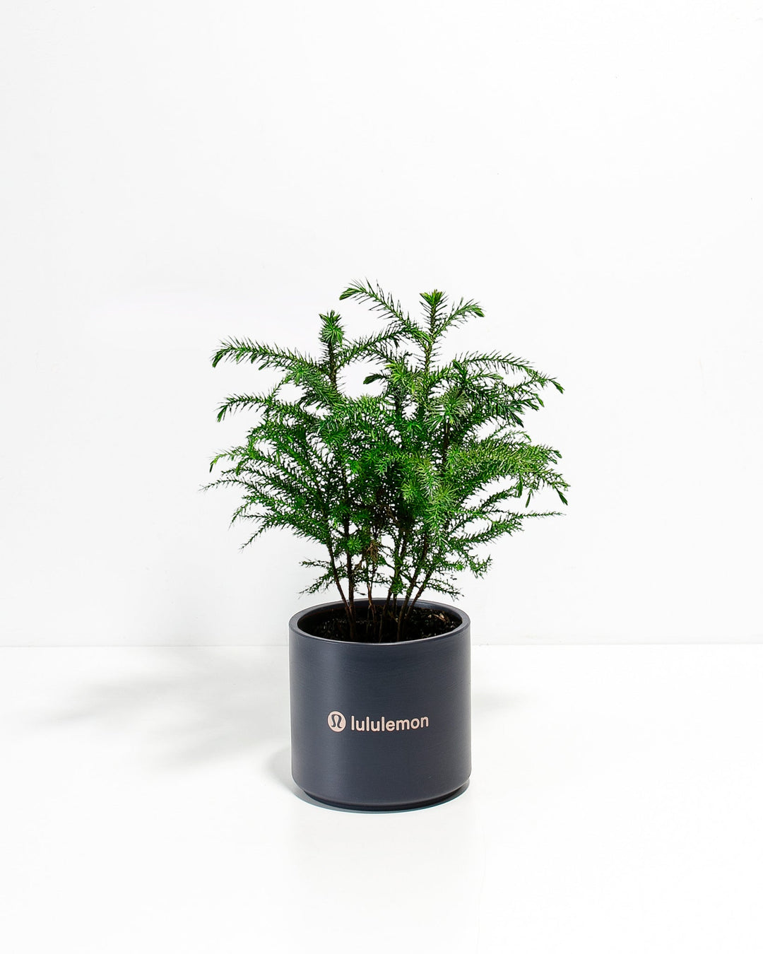 Norfolk Island Pine