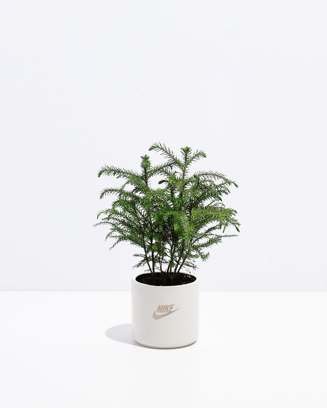 Norfolk Island Pine