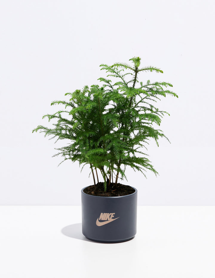 Norfolk Island Pine