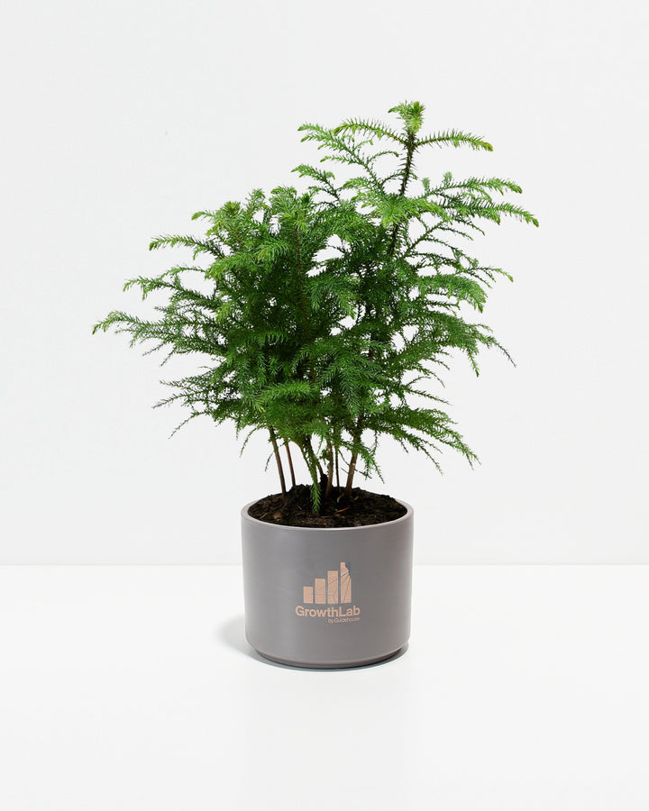 Norfolk Island Pine