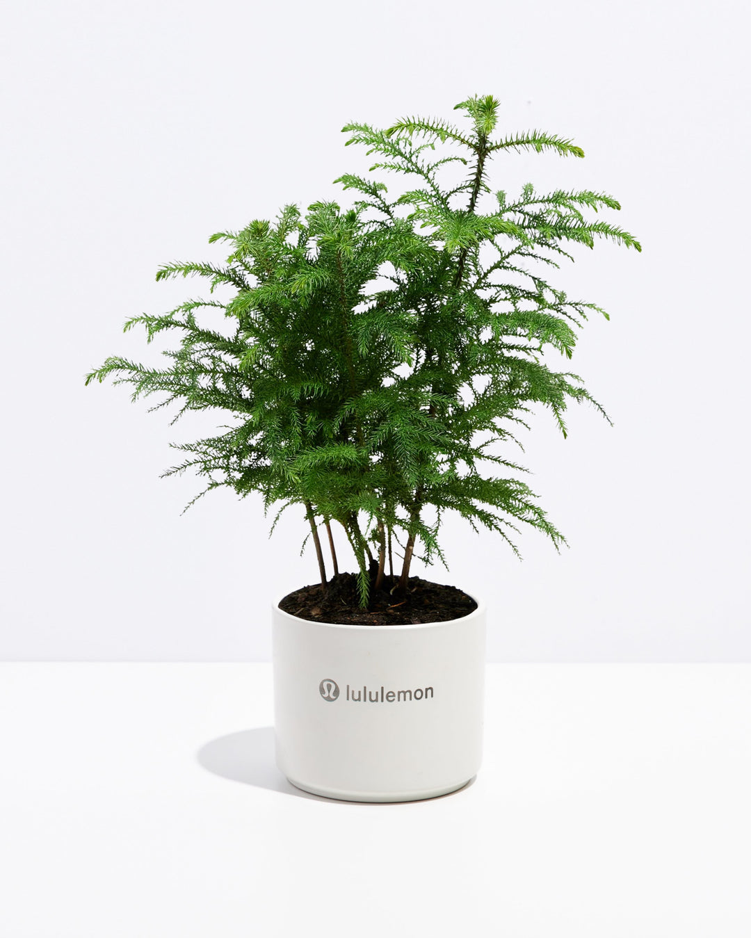 Norfolk Island Pine