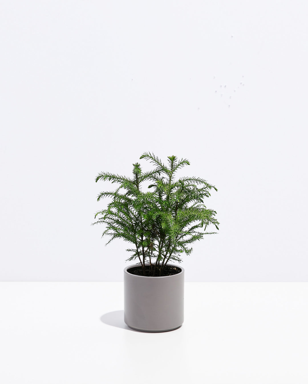 Norfolk Island Pine