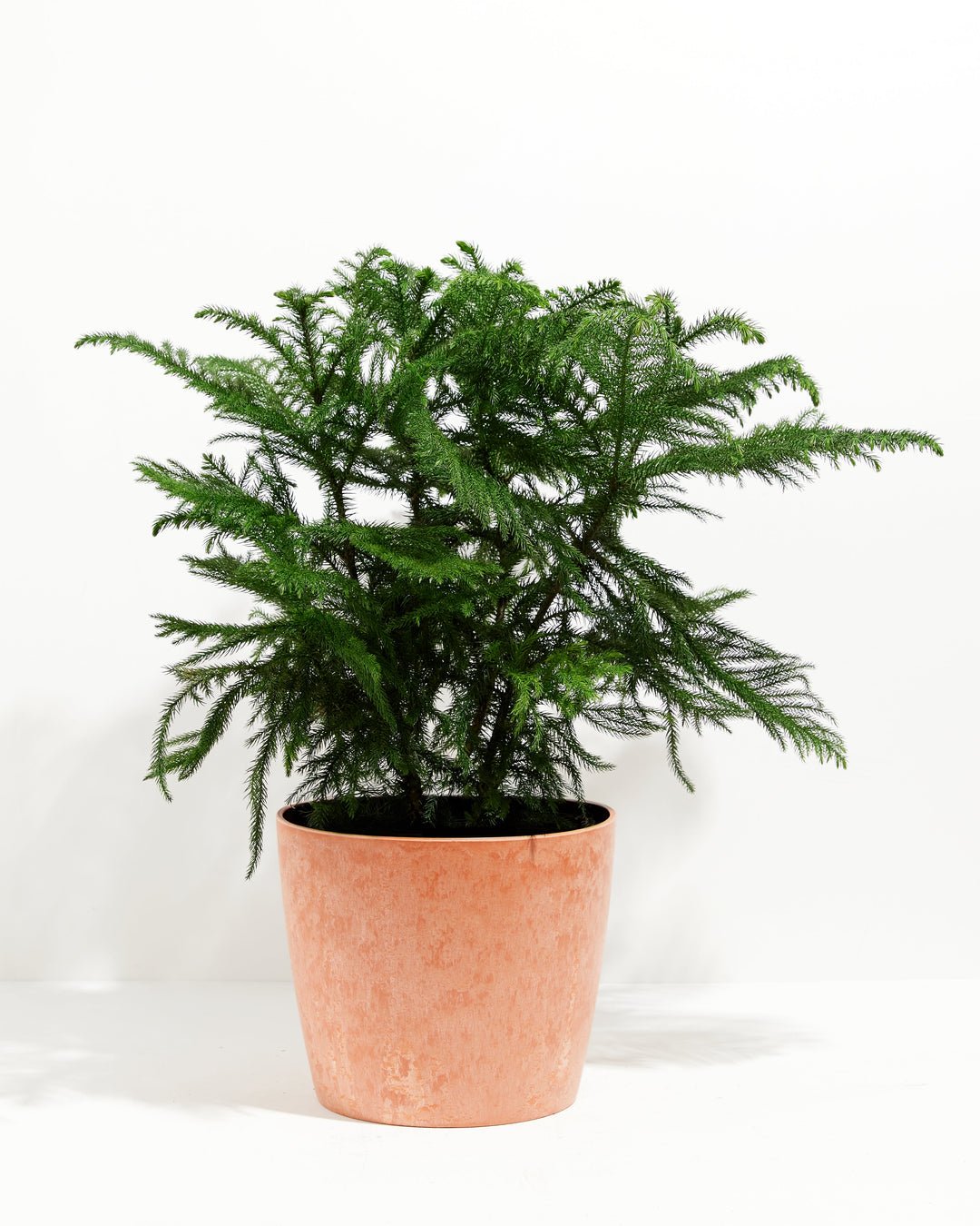 Norfolk Island Pine