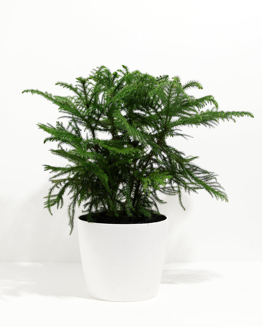 Norfolk Island Pine