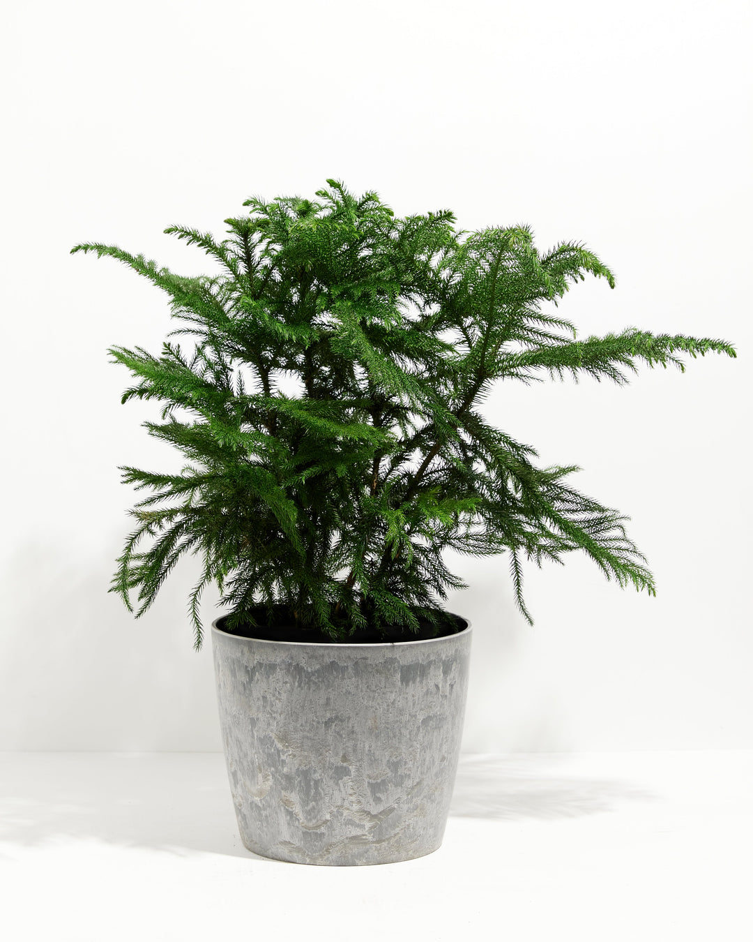 Norfolk Island Pine