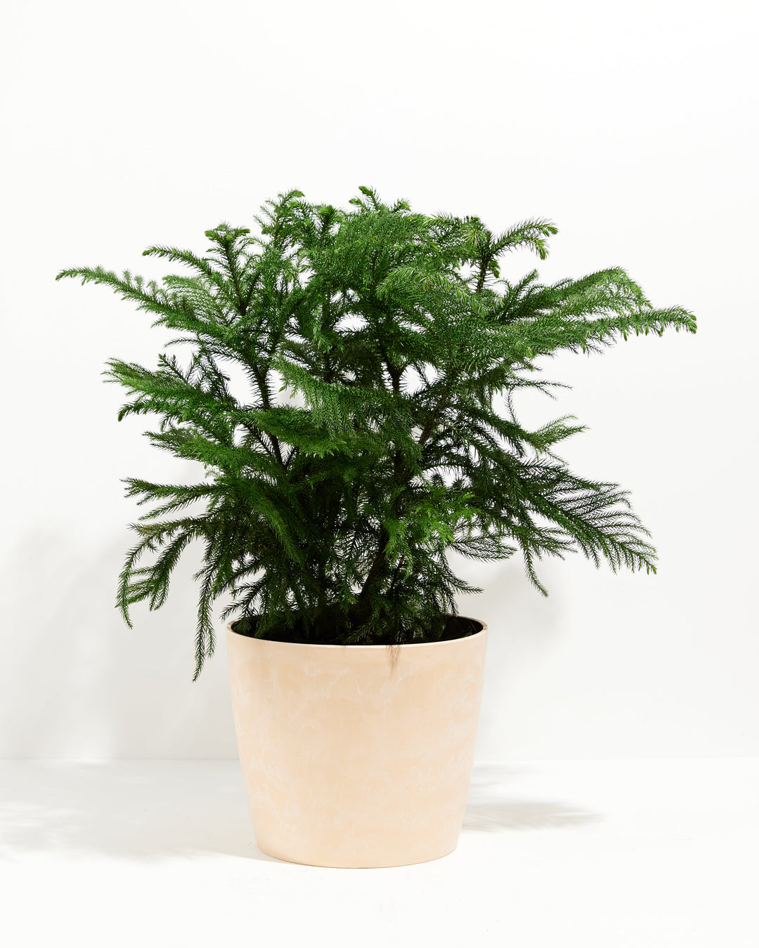 Norfolk Island Pine