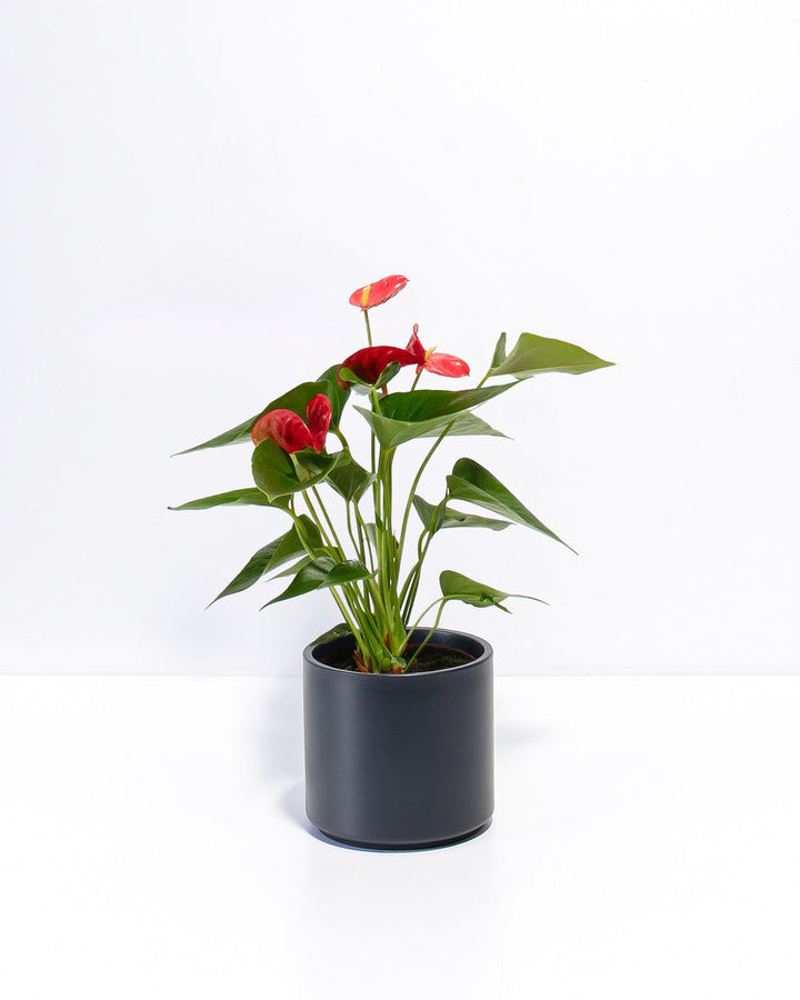 Flamingo Flower Plant Kit