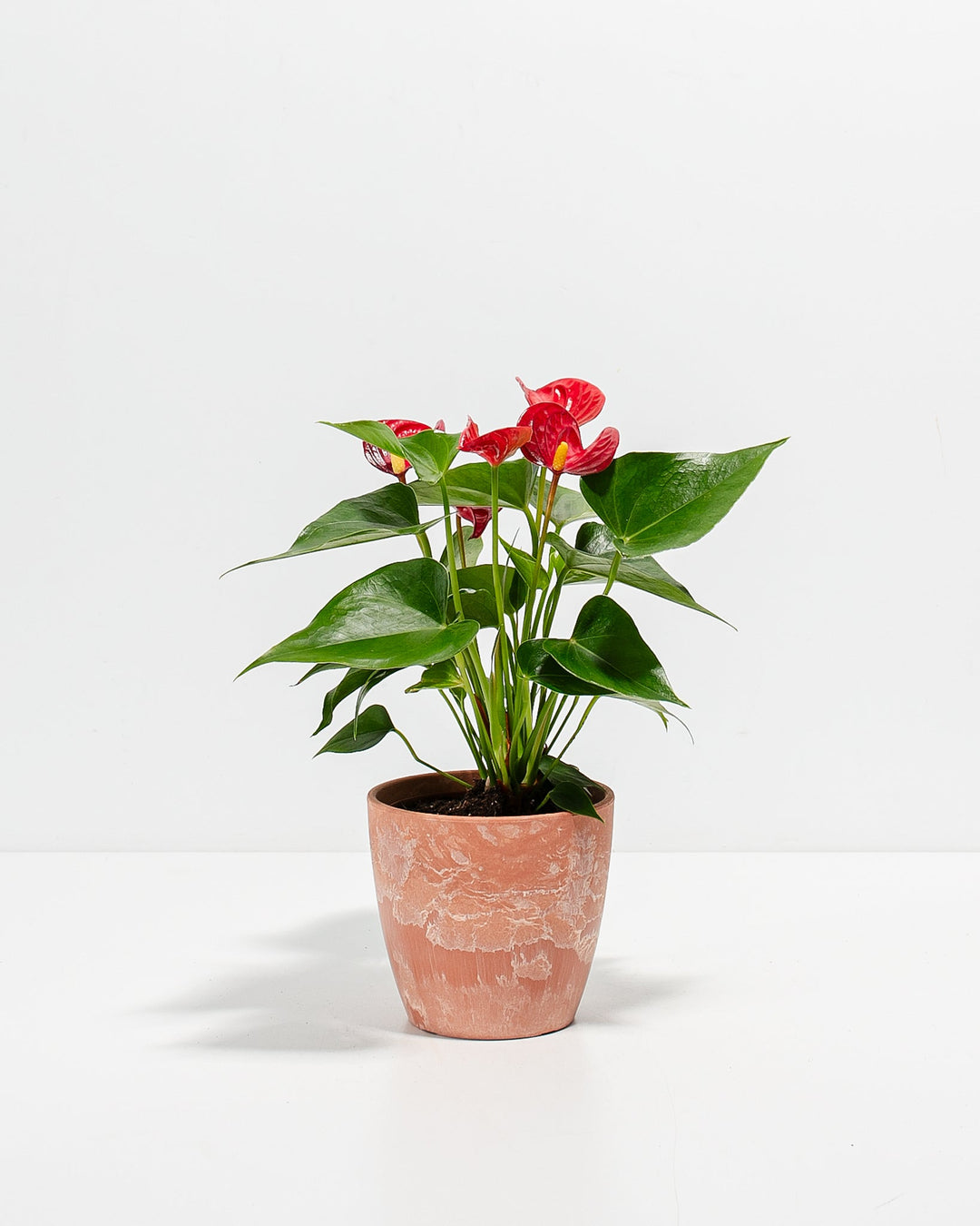 Flamingo Flower Plant Kit