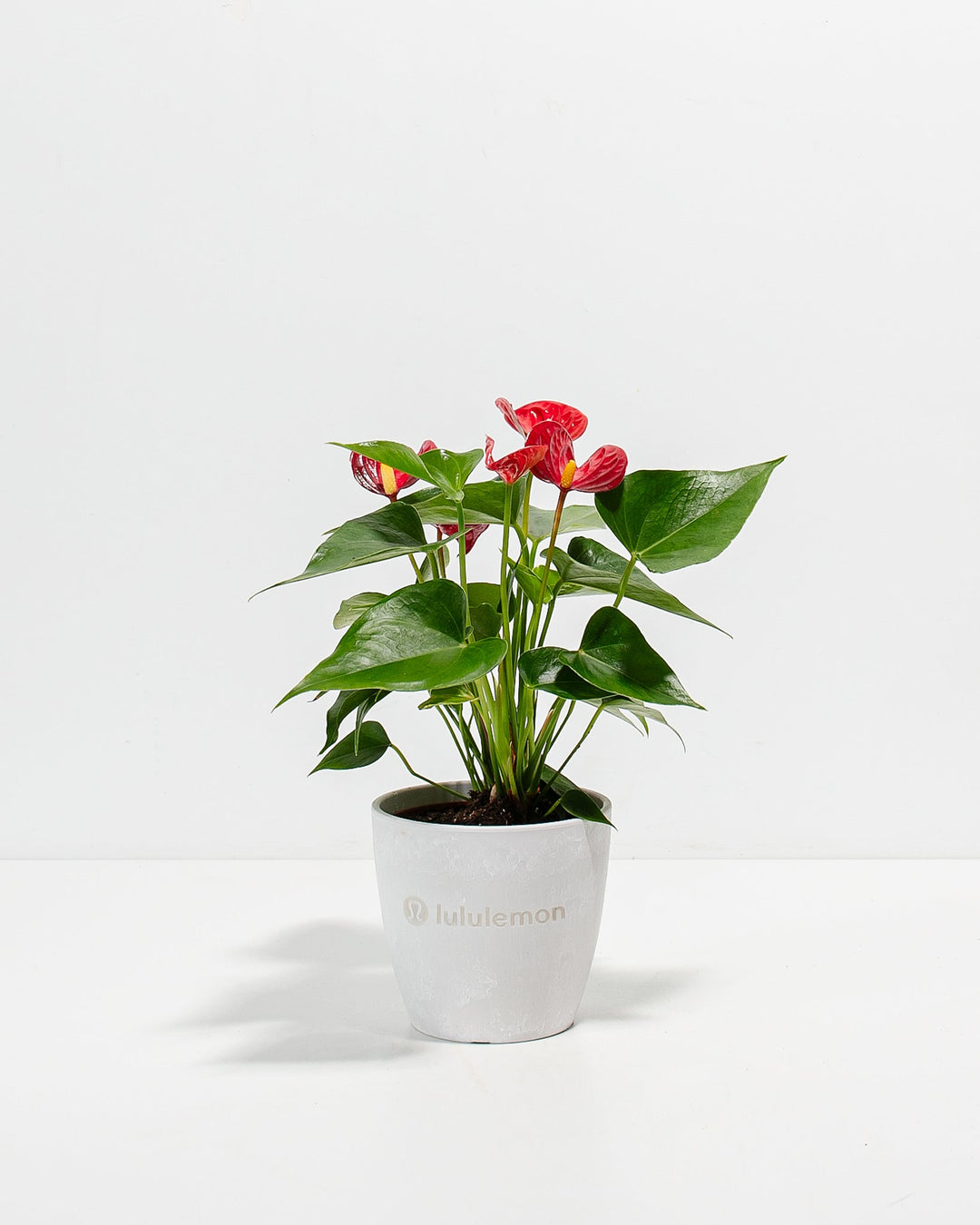 Flamingo Flower Plant Kit