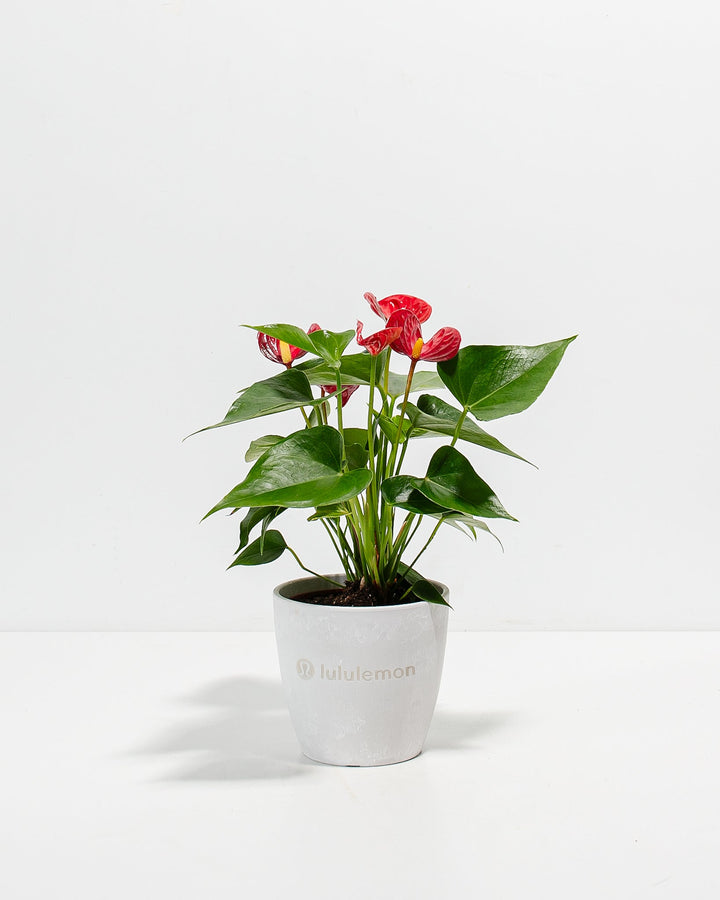 Flamingo Flower Plant Kit
